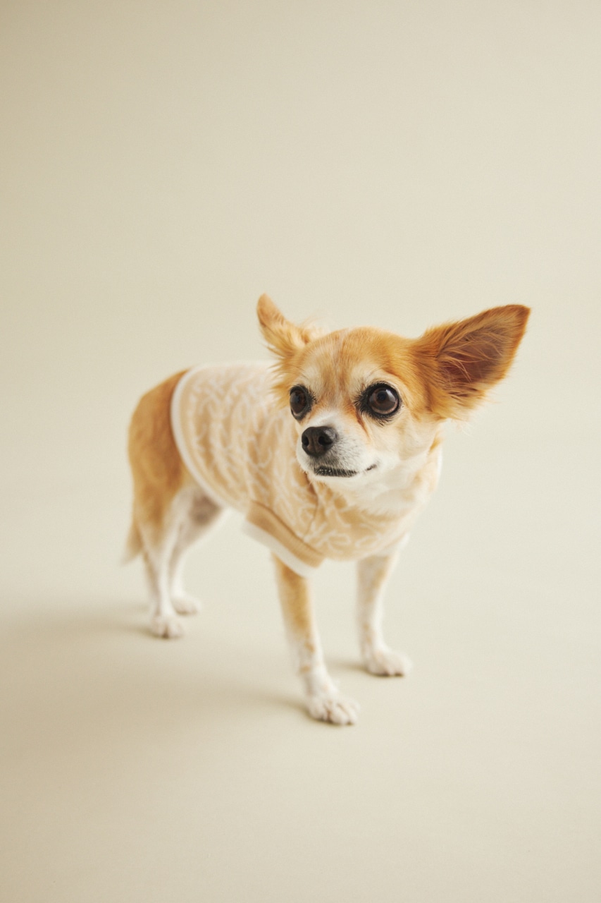 Rロゴmatching ジャカードdog ウェア M Gry ワンピース ミニ ミディアム バロックジャパンリミテッド 公式通販サイト Shel Tter Web Store シェルターウェブストア Rロゴmatching ジャカードdog ウェア M Gry ワンピース ミニ ミディアム バロックジャパンリミテッド 公式通販サイト Shel Tter Web Store シェルターウェブストア